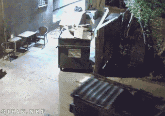 giphy.gif