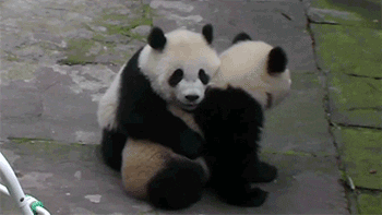 Image result for bear hug gif