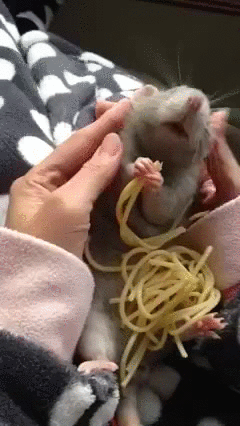 Rat Cuteness GIF - Find & Share on GIPHY