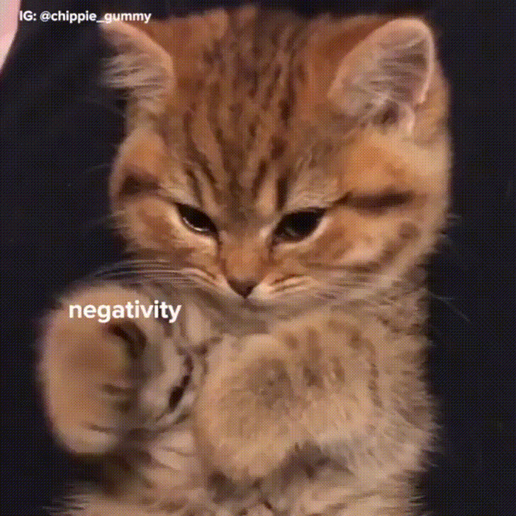 Motivational Kitten GIF - Find & Share on GIPHY