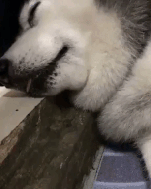 Scare A Dog in animals gifs
