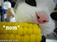Cat Nom GIF - Find & Share on GIPHY