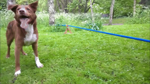 brązowy pies balansuje piłką