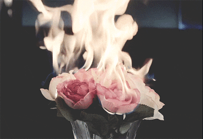 [Image description: Bouquet of pink flowers burning in the dark.] via Giphy