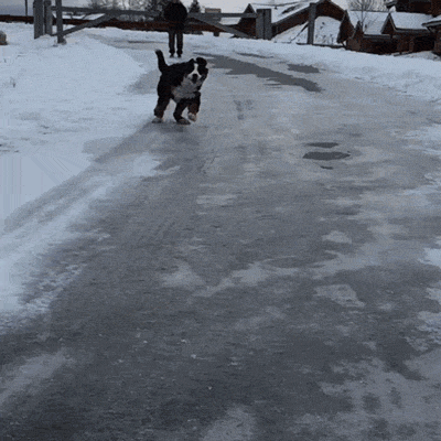 snow ice dog sliding slipping