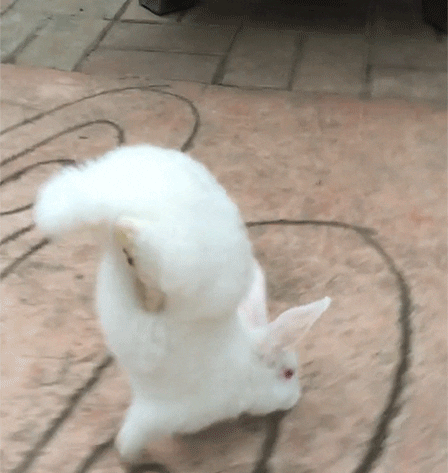 Rabbit GIF - Find & Share on GIPHY