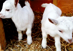 mini cabras brancas