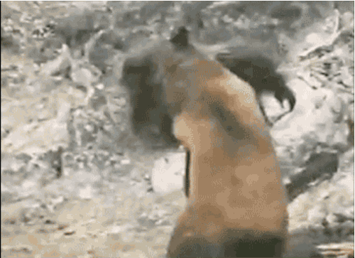 Bigfoot GIF - Find & Share on GIPHY