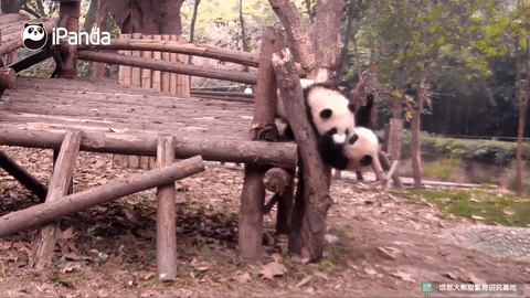 Pandas qui jouent ensemble