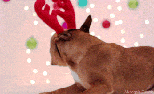 Christmas Dog GIFs Find & Share on GIPHY