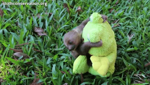 Baby sloth hugging toy GIF