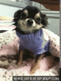 Tired Chihuahua GIF - Find & Share on GIPHY