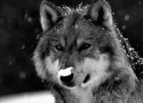Bildergebnis für wolf gif