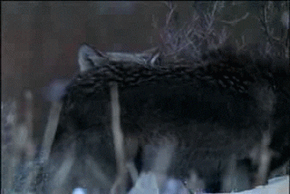 Grey Wolf GIFs - Find & Share on GIPHY
