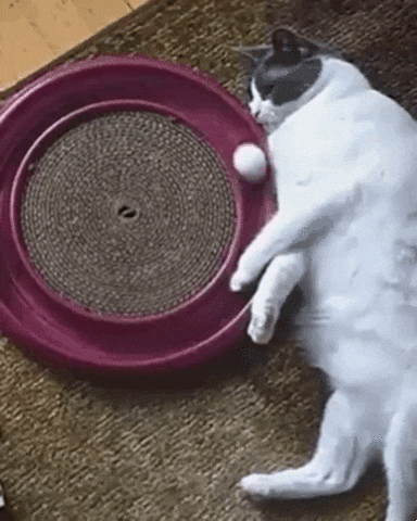 giphy.gif?cid=ecf05e479d9a29fbaef945f7cc