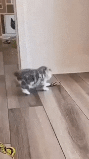 New type of roomba in cat gifs