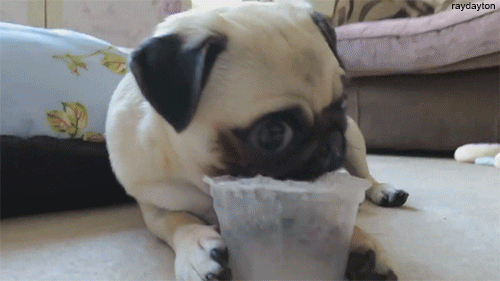 Pug S GIFs - Find & Share on GIPHY