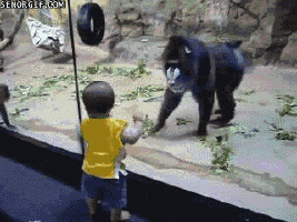Zoo GIF - Find & Share on GIPHY