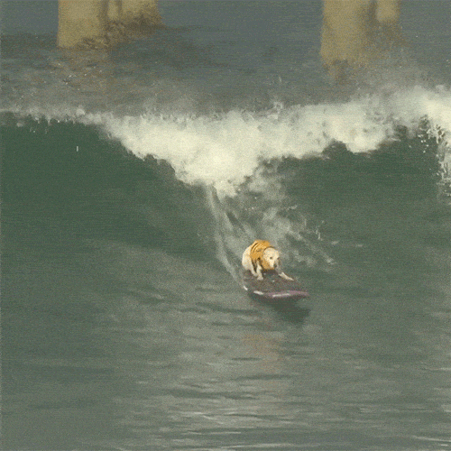 Perrito surfeando