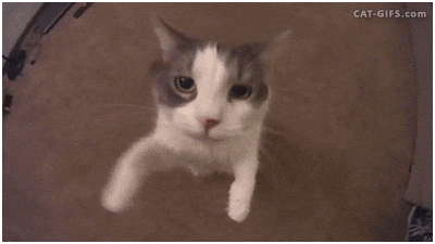 Cute Cat