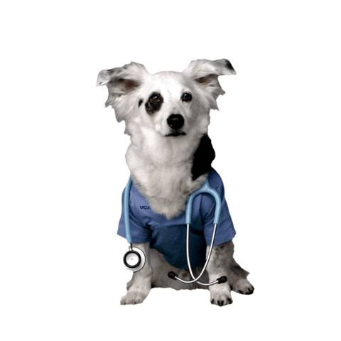 Gif of white dog with black spots in scrub shirt with stethoscope around neck