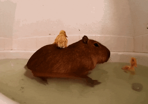 Capybara
