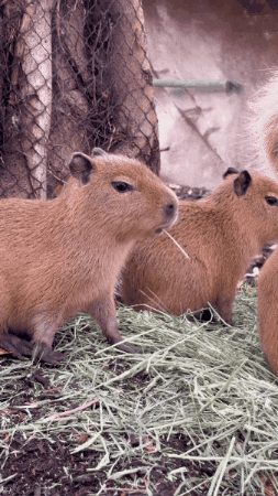 Capybara