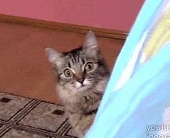 cat staring