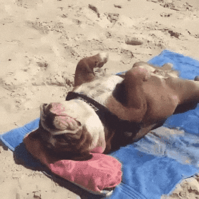 Perro tomando el sol en la playa