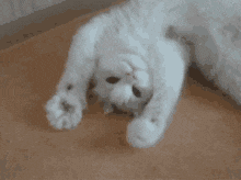 Interactive surprise animation