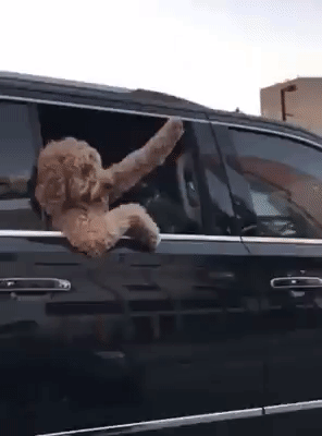 A dog waves one paw out the window of a car, then ducks down out of sight.