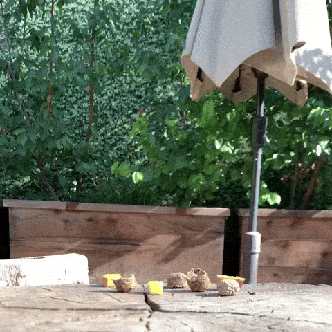giphy-downsized-large.gif