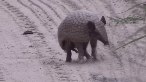 ignoring your taxes armadillo rolling into a ball
