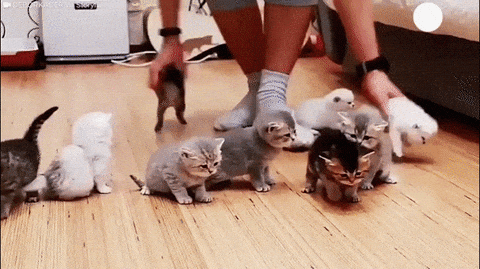 Gif of a person trying to sit a bunch of kitens facing in same direction in a row but they keep wandering off
