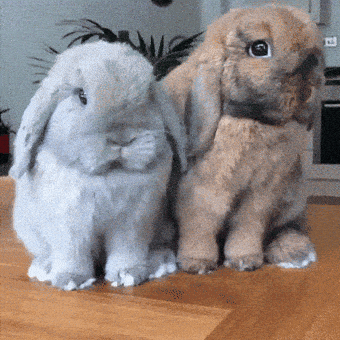 giphy-downsized-large.gif