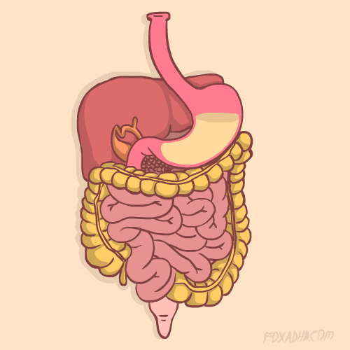 animación sistema digestivo