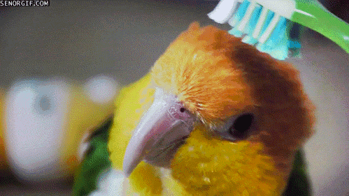 Toothbrush brushing a parrot’s head