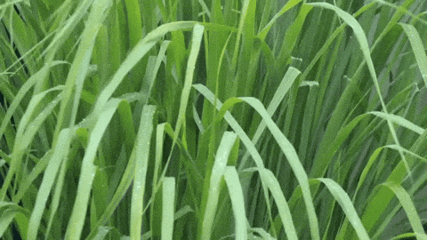 Lemongrass Benefits