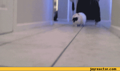 Изображение gif