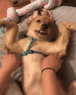 giphy-downsized-large.gif