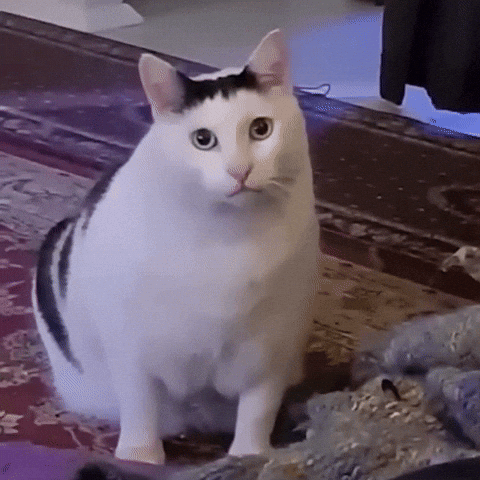 cat surprise