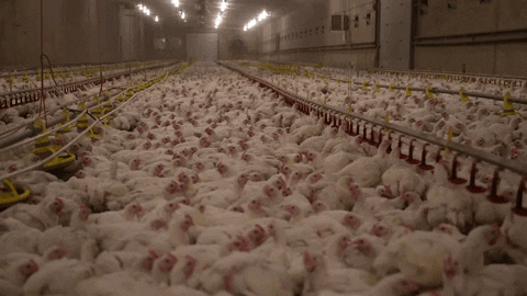 Chicken Confinement 