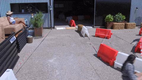 giphy-downsized-large.gif