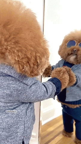 A GIF of a Poodle cross breed wearing sunglasses and jacket looking in the mirror.