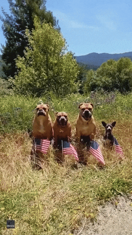 JULY 4th USA INDEPENDENCE DAY Giphy