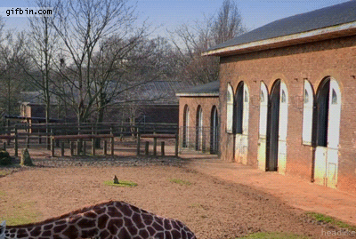 Communication NonViolente agence horaé symbole de la girafe