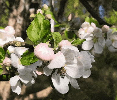 Apple Blossom Festival