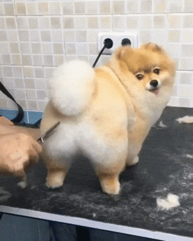 Dog haircut gif
