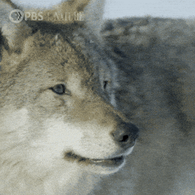 giphy-downsized.gif