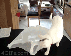 let the cat out of the bag